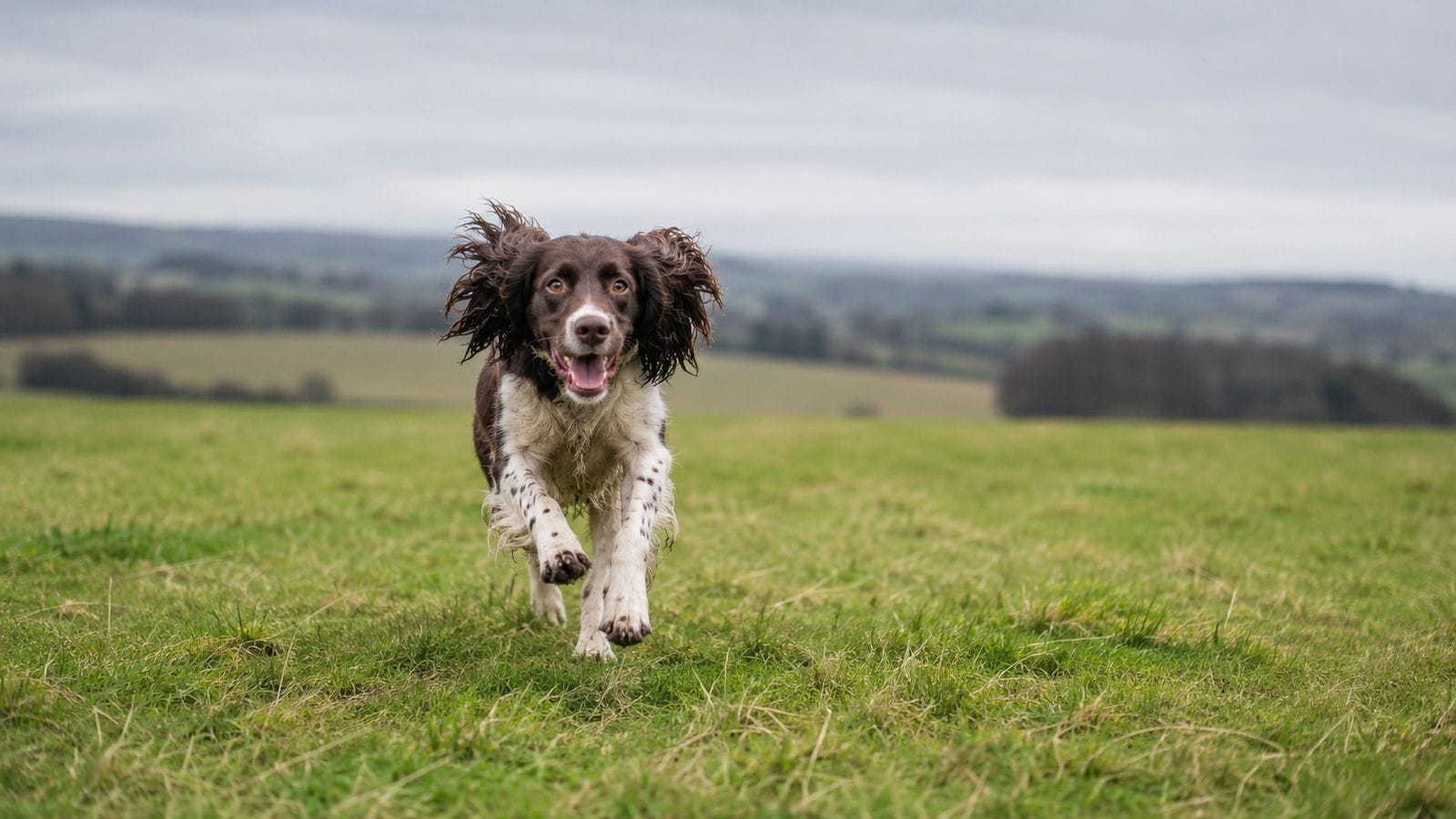 A dog relaxing in long grass in an enclosed field, with no other dogs around